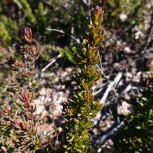 Prostanthera phylicifolia at Deua National Park (CNM area) - 29 May 2024