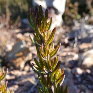 Prostanthera phylicifolia at Deua National Park (CNM area) - 29 May 2024