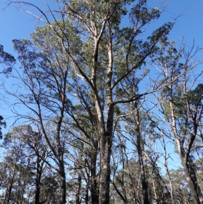 Eucalyptus fastigata (Brown Barrel) at Snowball, NSW - 29 May 2024 by RobG1
