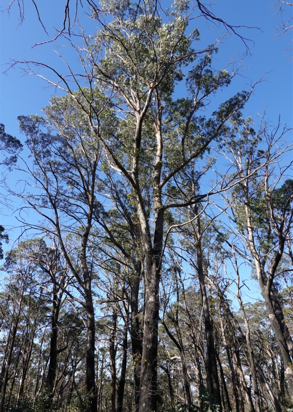 Eucalyptus fastigata at Deua National Park (CNM area) - Canberra ...