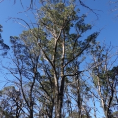 Eucalyptus fastigata at Deua National Park (CNM area) - 29 May 2024