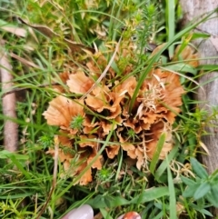 Podoscypha petalodes at QPRC LGA - 30 May 2024 by Csteele4