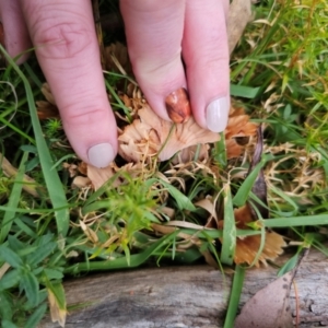 Podoscypha petalodes at QPRC LGA - 30 May 2024