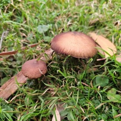 Unidentified Cap on a stem; gills below cap [mushrooms or mushroom-like] at Palerang, NSW - 30 May 2024 by Csteele4
