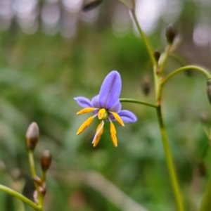 Dianella tasmanica at Tallaganda National Park - 30 May 2024