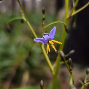 Dianella tasmanica at Tallaganda National Park - 30 May 2024