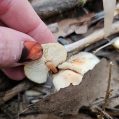 Unidentified Cap on a stem; gills below cap [mushrooms or mushroom-like] at Palerang, NSW - 30 May 2024 by Csteele4