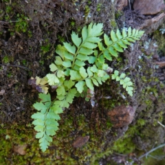 Polystichum proliferum (Mother Shield Fern) at Deua National Park (CNM area) - 29 May 2024 by RobG1