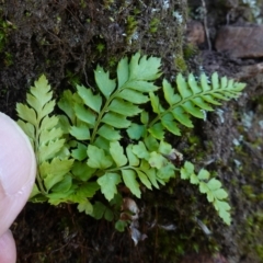 Polystichum proliferum at Deua National Park (CNM area) - 29 May 2024 01:03 PM