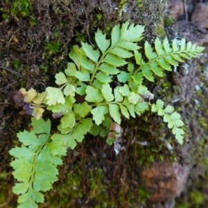 Polystichum proliferum at Deua National Park (CNM area) - 29 May 2024 01:03 PM