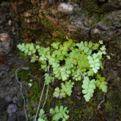 Polystichum proliferum at Deua National Park (CNM area) - 29 May 2024 01:03 PM