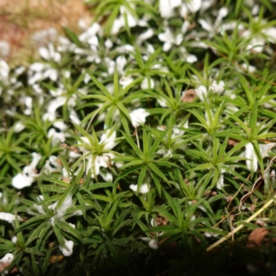 Polytrichaceae sp. (family) at Snowball, NSW - 29 May 2024 by RobG1