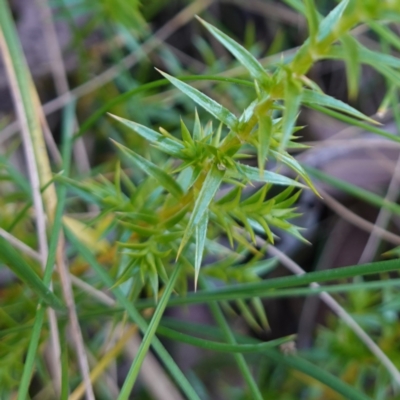 Stellaria pungens (Prickly Starwort) at Deua National Park (CNM area) - 29 May 2024 by RobG1