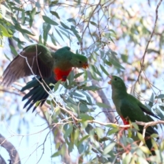 Alisterus scapularis (Australian King-Parrot) at Hawker, ACT - 26 May 2024 by AlisonMilton