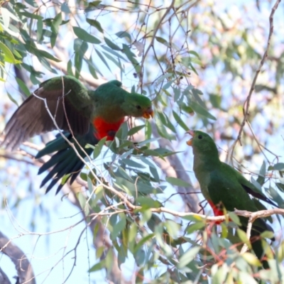 Alisterus scapularis (Australian King-Parrot) at Hawker, ACT - 26 May 2024 by AlisonMilton