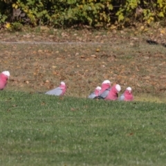 Eolophus roseicapilla (Galah) at Hawker, ACT - 27 May 2024 by AlisonMilton