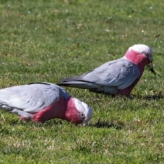 Eolophus roseicapilla at Hawker, ACT - 27 May 2024