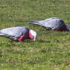 Eolophus roseicapilla at Hawker, ACT - 27 May 2024