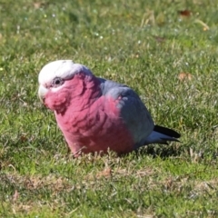 Eolophus roseicapilla at Hawker, ACT - 27 May 2024