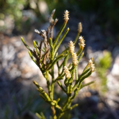 Lycopodium deuterodensum (Bushy Club Moss) at Snowball, NSW - 29 May 2024 by RobG1