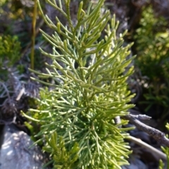 Pseudolycopodium densum at Deua National Park (CNM area) - 29 May 2024