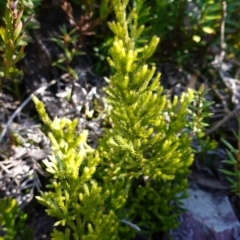 Pseudolycopodium densum at Deua National Park (CNM area) - 29 May 2024