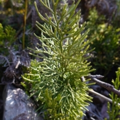 Pseudolycopodium densum at Deua National Park (CNM area) - 29 May 2024