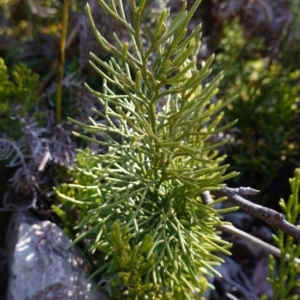 Pseudolycopodium densum at Deua National Park (CNM area) - 29 May 2024