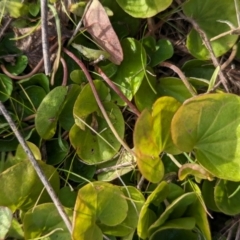 Dichondra repens (Kidney Weed) at Whitlam, ACT - 30 May 2024 by CattleDog