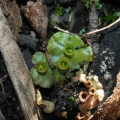 Marchantia polymorpha at Snowball, NSW - 29 May 2024 by RobG1