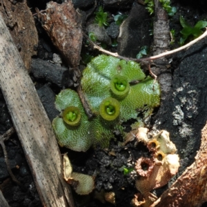 Marchantia polymorpha at Deua National Park (CNM area) - 29 May 2024