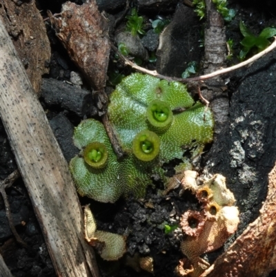 Marchantia polymorpha (Common liverwort) at Deua National Park (CNM area) - 29 May 2024 by RobG1