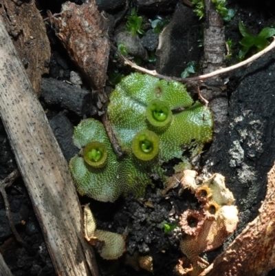 Marchantia polymorpha at QPRC LGA - 29 May 2024 by RobG1