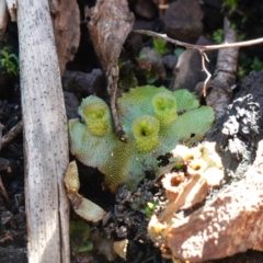 Marchantia polymorpha at Deua National Park (CNM area) - 29 May 2024