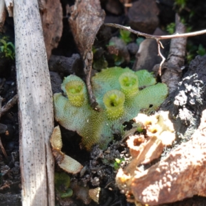 Marchantia polymorpha at Deua National Park (CNM area) - 29 May 2024