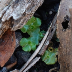 Marchantia polymorpha at Deua National Park (CNM area) - 29 May 2024