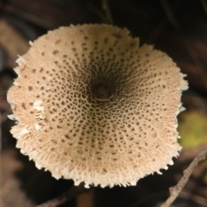 Macrolepiota clelandii at Currowan, NSW - 27 May 2024 10:30 AM