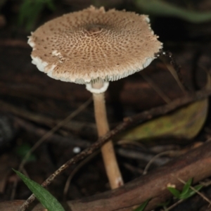 Macrolepiota clelandii at Currowan, NSW - 27 May 2024 10:30 AM