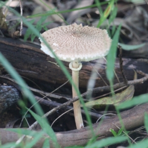 Macrolepiota clelandii at Currowan, NSW - 27 May 2024 10:30 AM