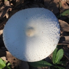 Macrolepiota dolichaula (Macrolepiota dolichaula) at Currowan, NSW - 27 May 2024 by UserCqoIFqhZ