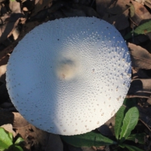 Macrolepiota dolichaula at Currowan, NSW - 28 May 2024 08:12 AM