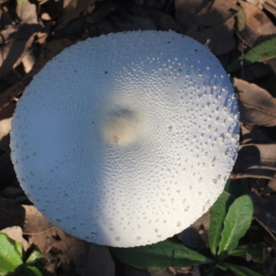 Macrolepiota dolichaula (Macrolepiota dolichaula) at Currowan, NSW - 28 May 2024 by UserCqoIFqhZ