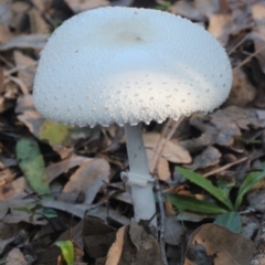 Macrolepiota dolichaula at Currowan, NSW - 28 May 2024 08:12 AM