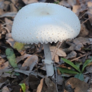 Macrolepiota dolichaula at Currowan, NSW - 28 May 2024 08:12 AM