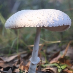 Macrolepiota dolichaula at Currowan, NSW - 28 May 2024 08:12 AM