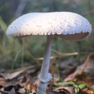 Macrolepiota dolichaula at Currowan, NSW - 28 May 2024 08:12 AM