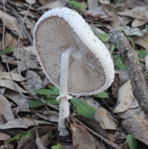 Macrolepiota dolichaula at Currowan, NSW - 28 May 2024