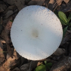 Macrolepiota dolichaula at Currowan, NSW - 28 May 2024 08:12 AM