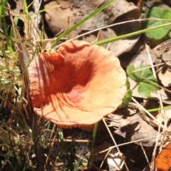 Unidentified Cap on a stem; gills below cap [mushrooms or mushroom-like] at Currowan, NSW - 27 May 2024 by UserCqoIFqhZ