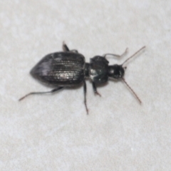 Unidentified Carab beetle (Carabidae) at Currowan, NSW - 25 Mar 2024 by UserCqoIFqhZ